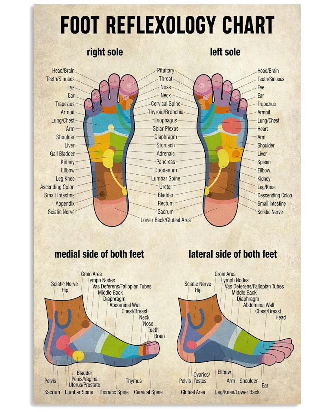 Massage Therapist Foot Reflexology Chart Poster 12x18 Inches Etsy