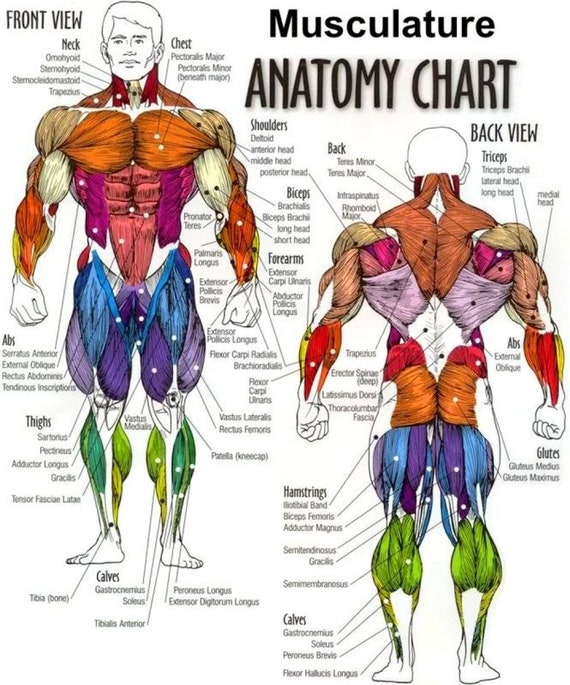 Body Muscle Anatomy Chart - Human Anatomy Body poster