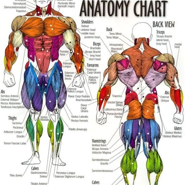 Body Muscle Anatomy Chart - Menselijke anatomie Body poster