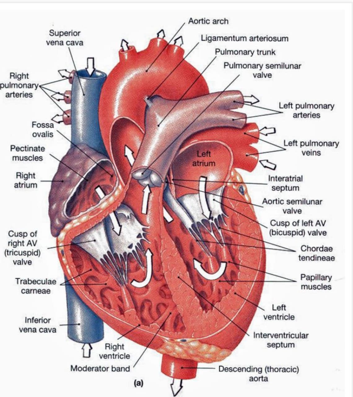 Menschliches Herz Anatomie Poster Etsy.de
