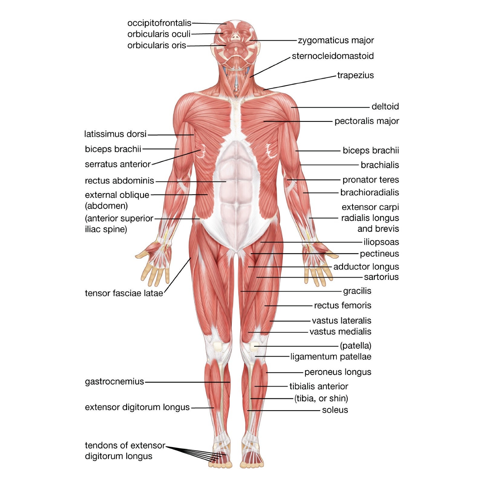 Système Musculaire 1pc Poster Anatomique Anatomie Anatomie Tableau