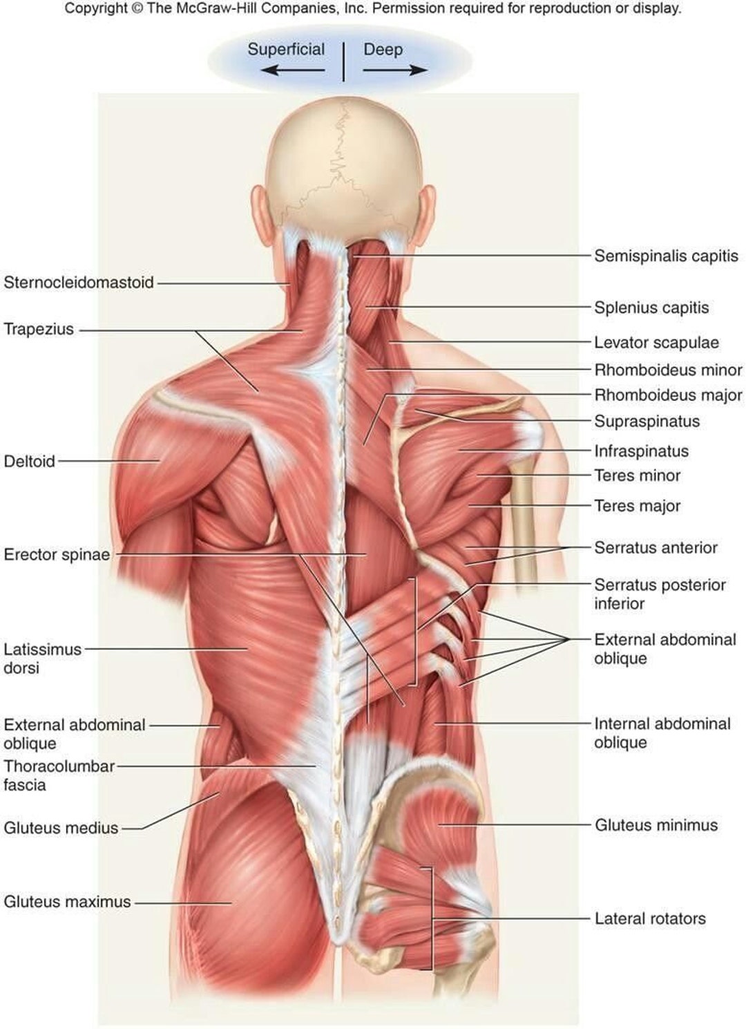 Back Muscles Anatomy Poster 
