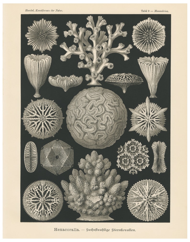 Hexacoralla-vintage style archival print