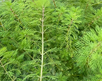 5x Whorled Water-milfoil Myriophyllum verticillatum L.