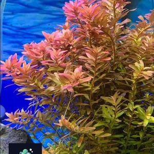 May include: A close-up of a vibrant red and green aquatic plant with long, thin leaves. The plant is growing in a clear aquarium tank with a blue background. The plant is a popular choice for aquascaping and adds a splash of colour to any aquarium.