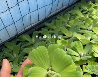 Large 15cm Water Lettuce (Pistia Stratiotes) Floating Aquarium Pond Plant