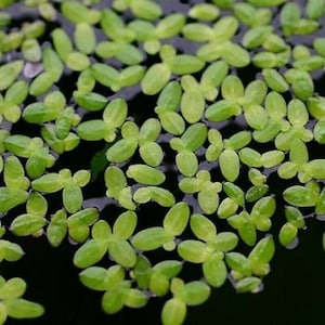 May include: Close-up of a cluster of small, green, oval-shaped leaves floating on the surface of the water. The leaves are arranged in a random pattern, creating a natural and organic look.