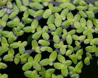 100+ Duckweed Floating Oxygenated Live Plants Tropical Fish Aquarium Pond Tank
