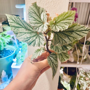 ZELDZAME Angel Wing Begonia Ijzige stek!