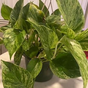 Puede incluir: Una planta variegada en maceta con hojas verdes y blancas. La planta está en una maceta de plástico negra y cuelga de un gancho de metal blanco.