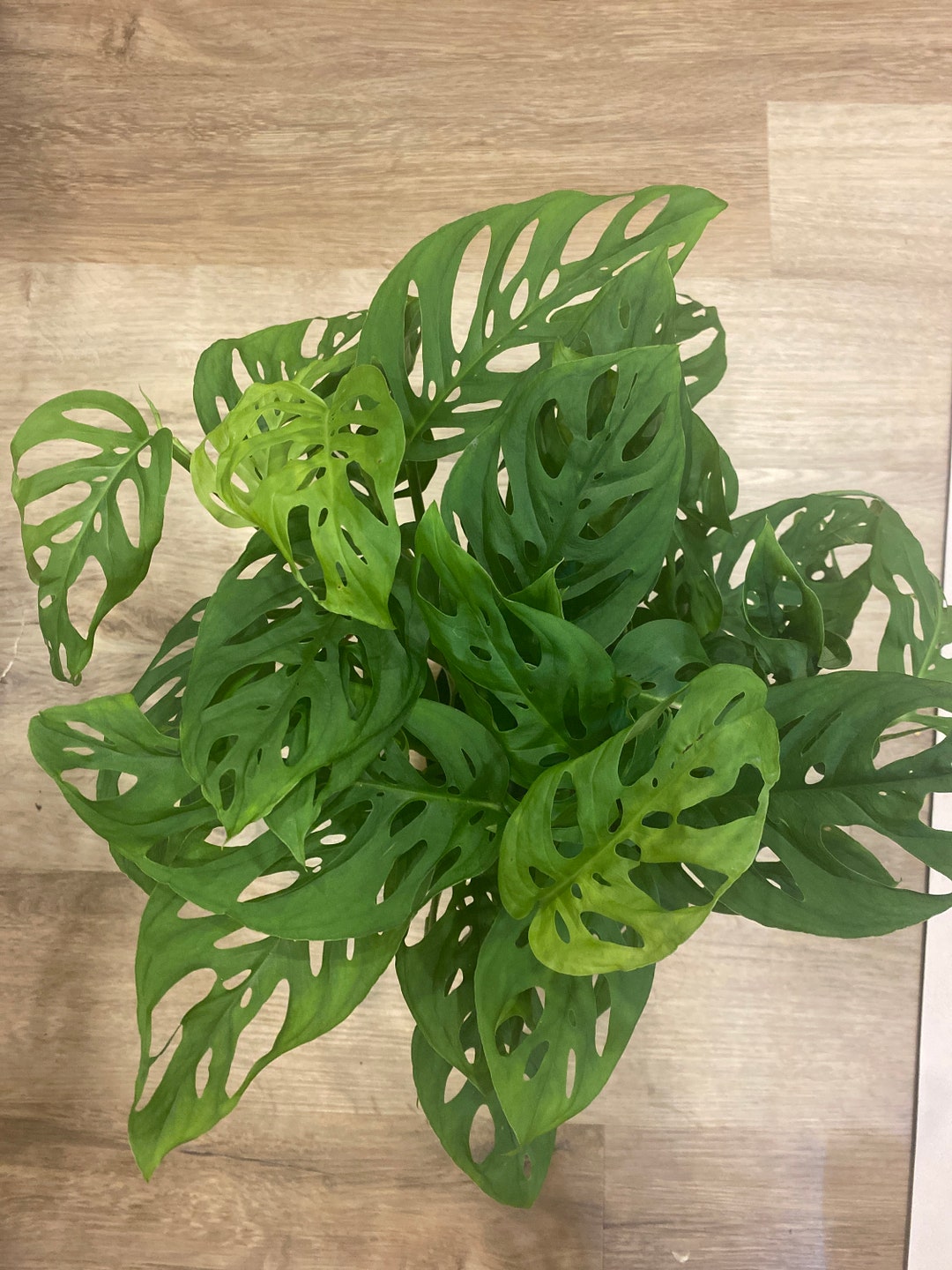 Swiss Cheese Adansonii Cutting Etsy