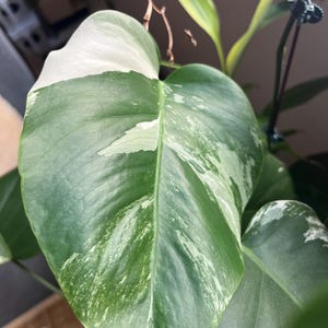 Boutures panachées de Monstera Albo