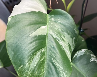 Boutures panachées de Monstera Albo