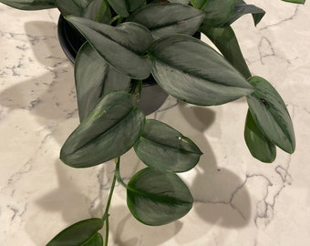 Scindapsus Treubii Moonlight cutting