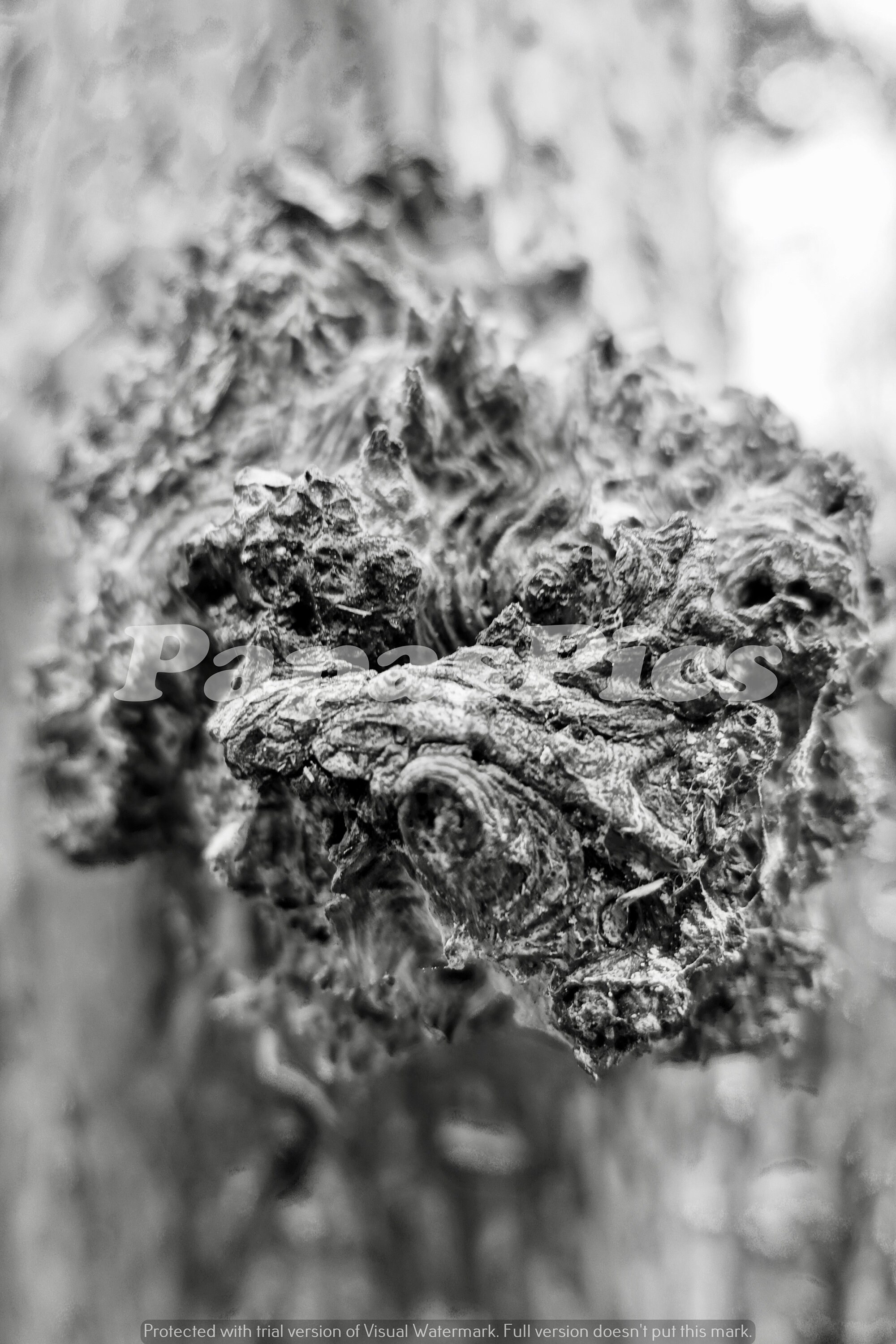 A Gnarly tree branch Digital download Black and White Etsy