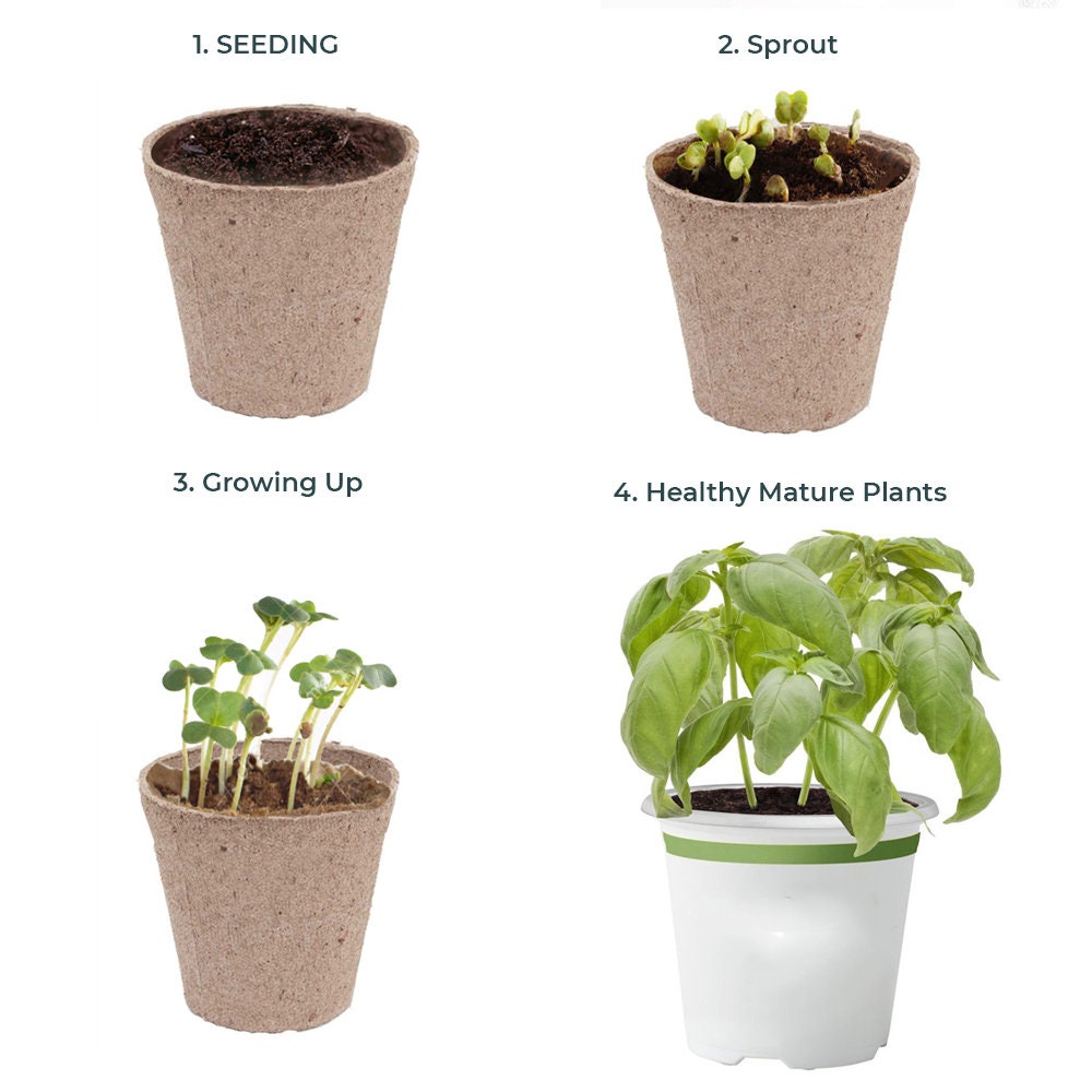 10PACK Peat Cups Seedling Starter Kit With Coir Soil Disc & Etsy Canada