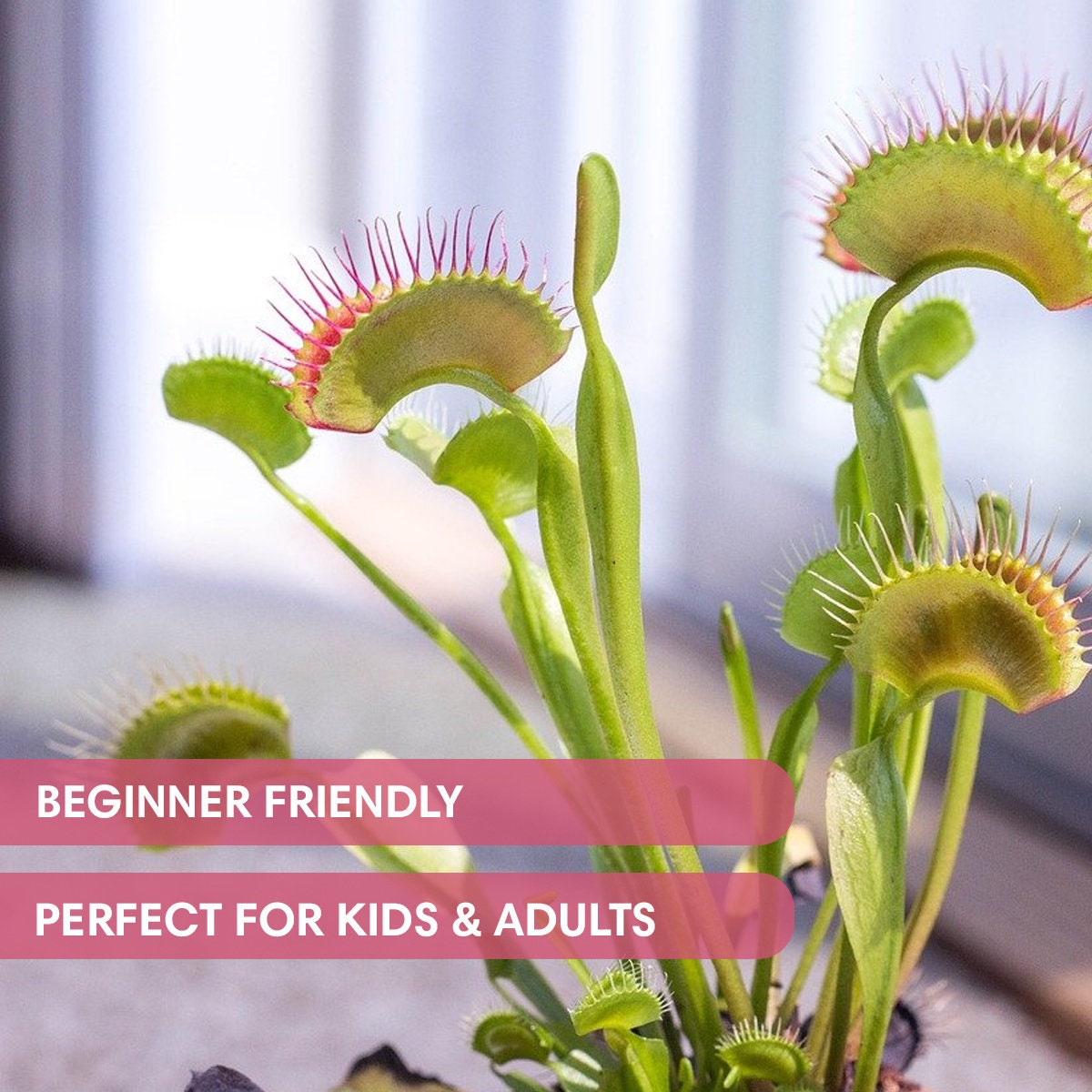 Venus Fly Trap Seeds Growing Starter Kit All in One Etsy