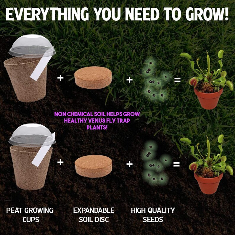 Venus Fly Trap Seeds Growing Kit All in One Carnivorous Etsy