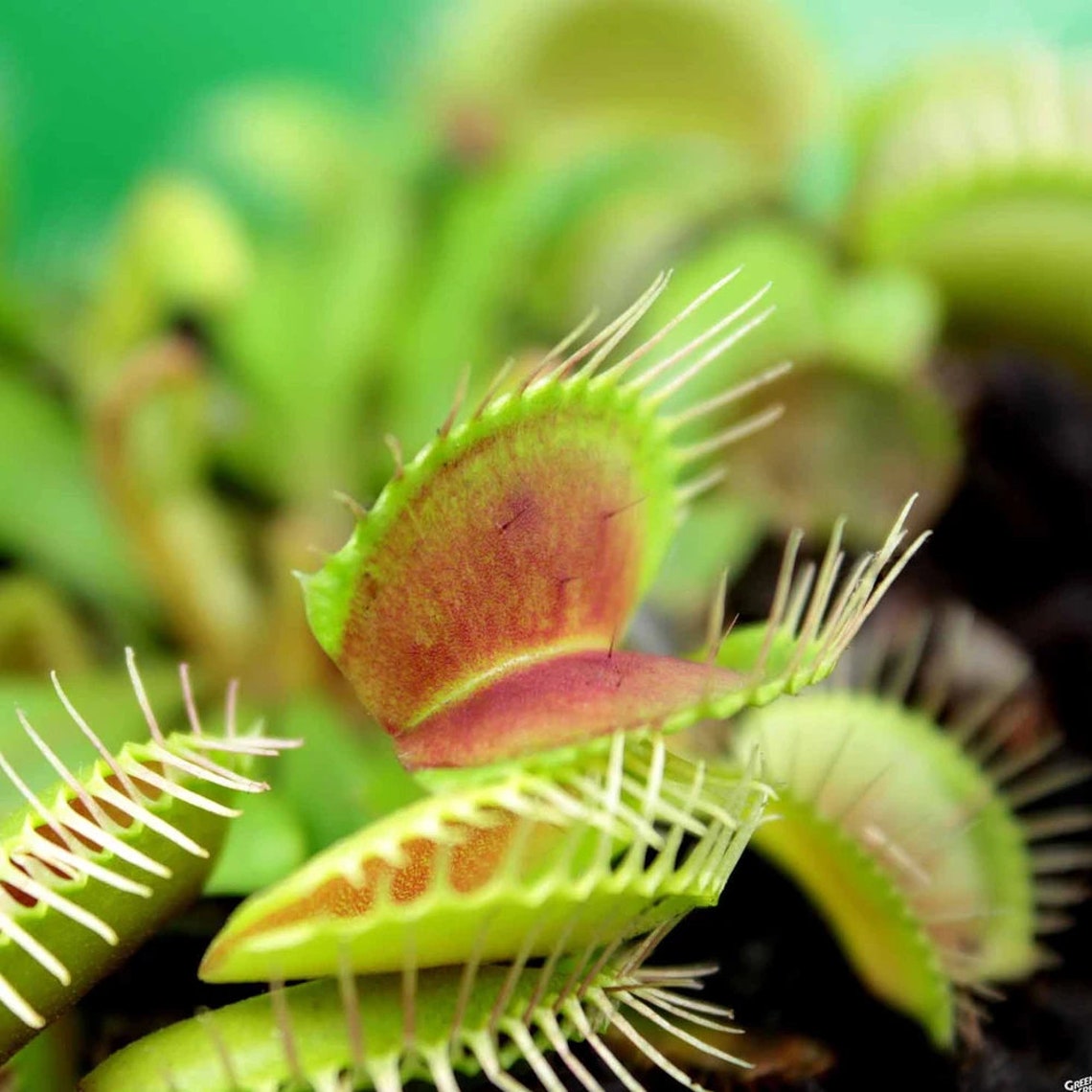 Venus Fly Trap Seeds Growing Kit All in One Carnivorous Etsy