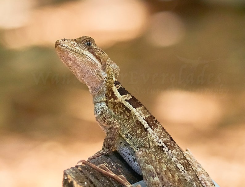 Suspicious Florida Brown Basilisk Lizard Photo Wildlife Etsy
