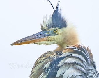 Regal Great Blue Heron -Florida Bird Print, Nature Photography, Fine Art Wildlife Picture