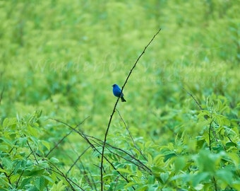 Kleiner blauer Vogel, Indigo Wimpelkette, Vogelfotografie, Naturfoto, Fine Art Fotografie Druck