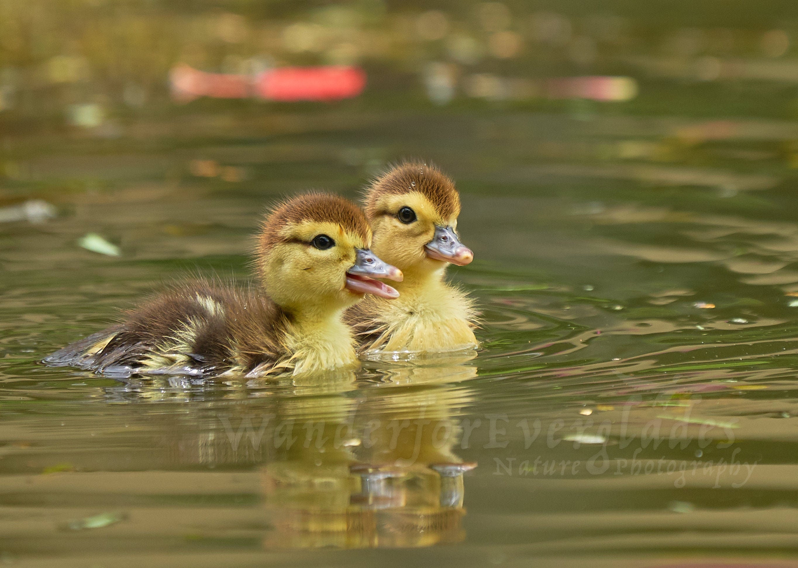 Swimming Little Ducklings Cute Baby Duck Picture Florida Etsy