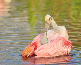 Roseate Spoonbill on the Water, Florida Everglades Bird Picture, Nature Photo Print, Fine Art Photography, Animal Wall Art