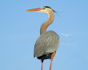 Great Blue Heron Pose - Florida Bird Portrait Photography, Fine Art Photo Print