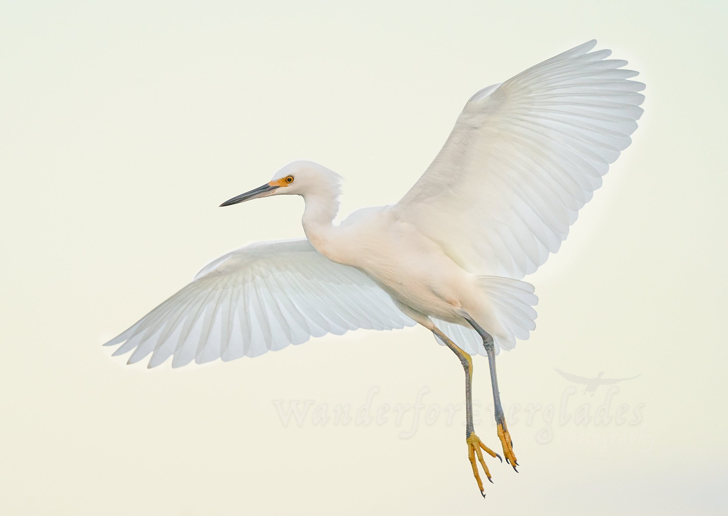 Snowy Egret Wings, Bird In Flight Picture, Florida Wildlife, 51% OFF