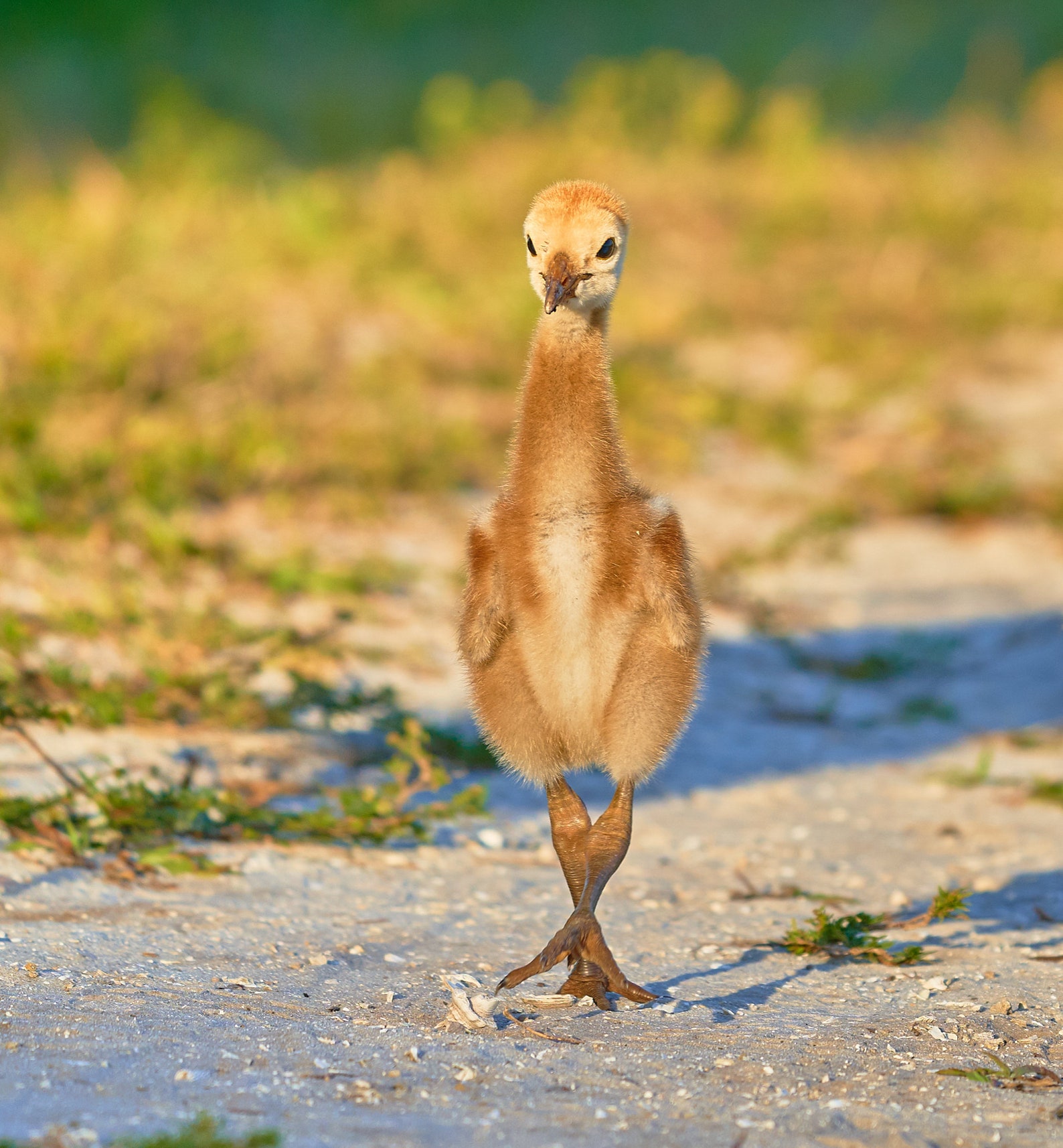 Cute Baby Sandhill Crane, Young Colt Photo, Florida Wildlife
