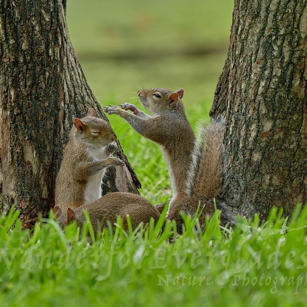 Squirrel Shenanigans - Choose from 5 Fun Squirrel Photos, Funny Nature Photography, Fine Art Wildlife Prints