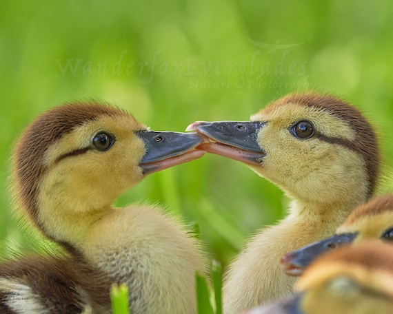 Duckling Kiss Cute Baby Duck Picture, Florida Wildlife Photography, Fine  Art Nature Photo -  Canada