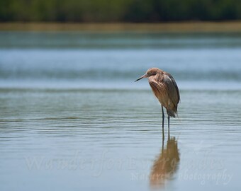 Reddish Egret Still Water Photo Print, Nature Photography, Fine Art Wildlife Pictures