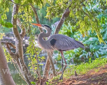 Blue Heron Scene, Bird Picture Print, Nature Photo, Fine Art Photography