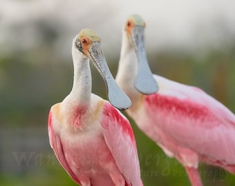 Roseate Spoonbill Friends - Florida Bird Print, Nature Wildlife Photo, Fine Wall Art Photography