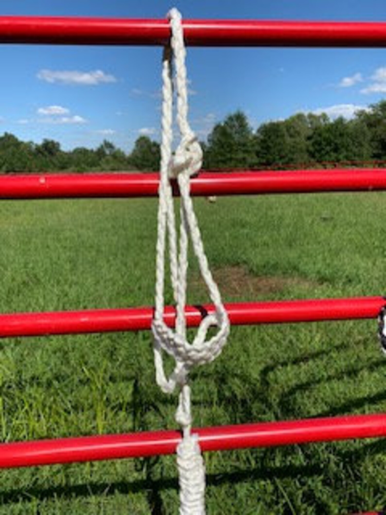 Mule Tape Halter Etsy