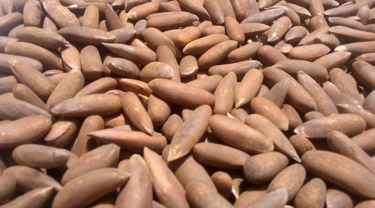 Pine Nuts in Shell roasted Chilghoza Pignolias الصنوبر Free Shipping Etsy