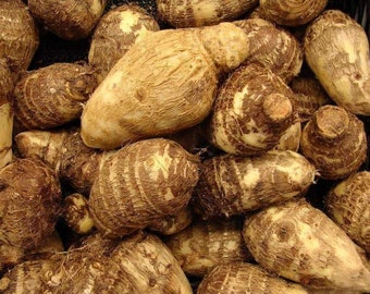 Fresh Taro Root - Arvi  - Free Shipping