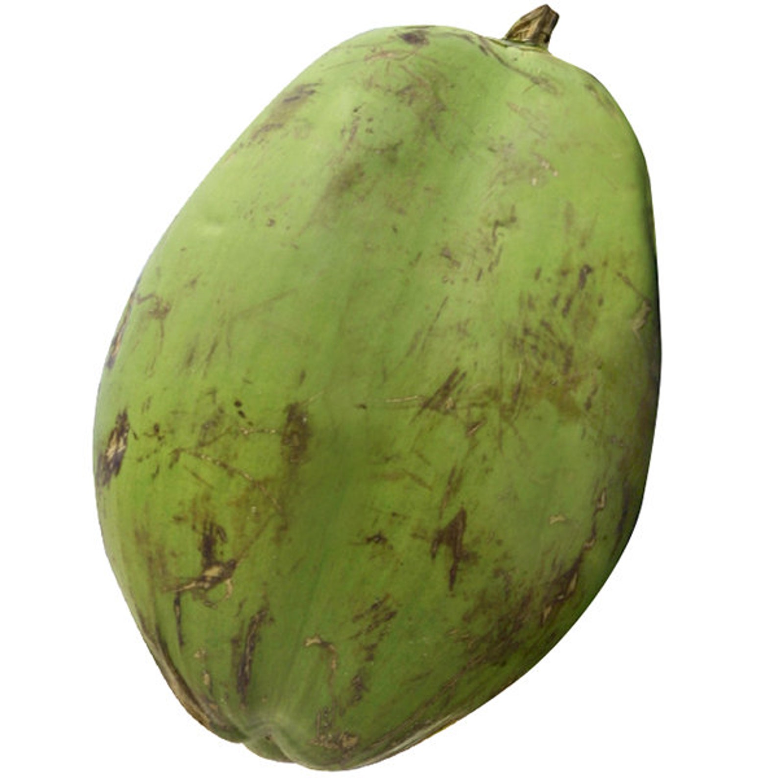 Fresh Green Coconut whole set of 2 Etsy