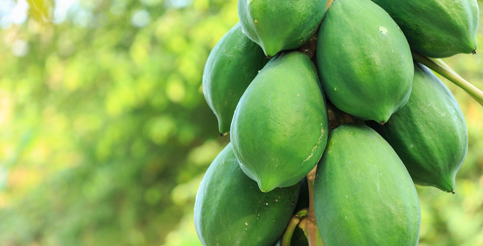 Green Papaya Fresh Fruit 4 Lbs. Etsy Green Papaya Fresh Fruit 4 Lbs. Etsy