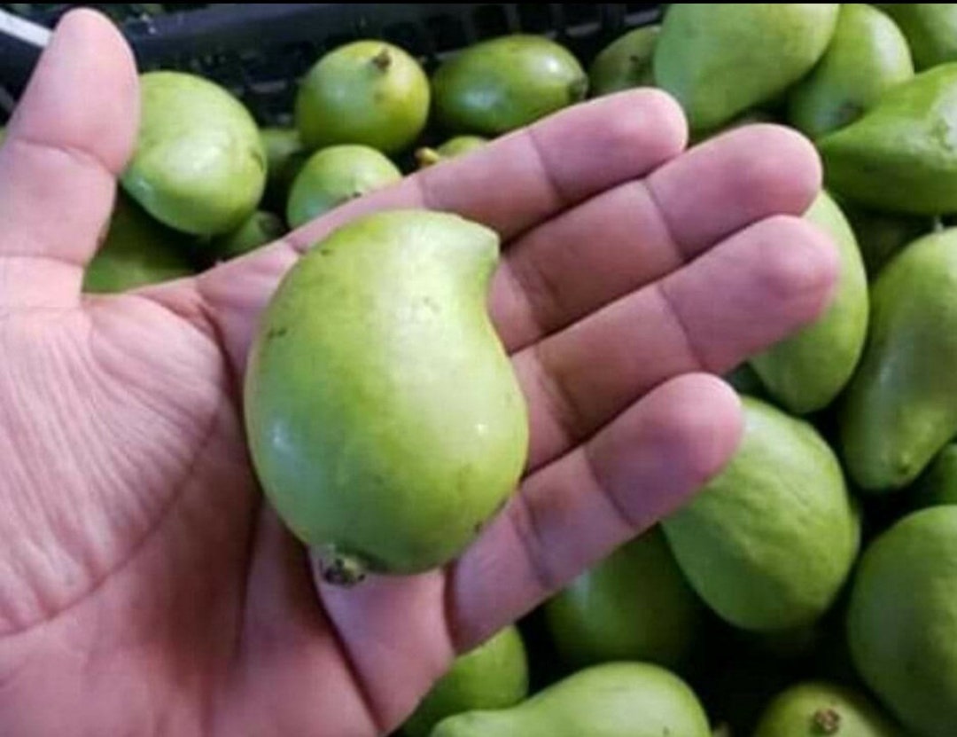 Green Baby Mangoes Raw Mangoes Mango Criollo Verde Keri 3 Lbs. Pack Etsy