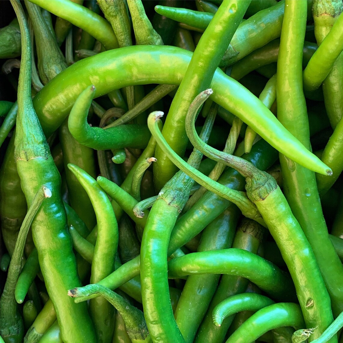 green-finger-hot-chile-pepper-12-oz-etsy