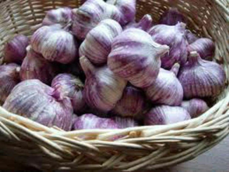 Garlic purple skin fresh garlic image 0