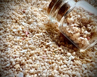 Japanese Star Sand 1” Vial