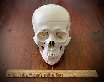 Life-size Human Skull Study Model