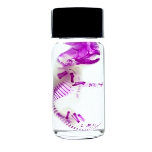 Diaphonized Fetal Mouse in 1.5” Jar Mice