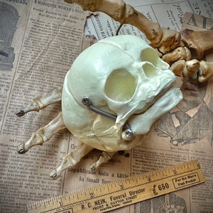 Human Fetal Skull Study Model