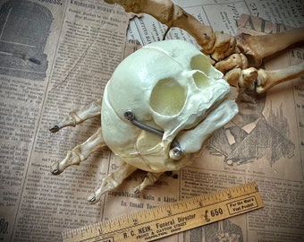 Human Fetal Skull Study Model