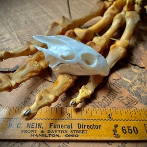 Turtle Skull